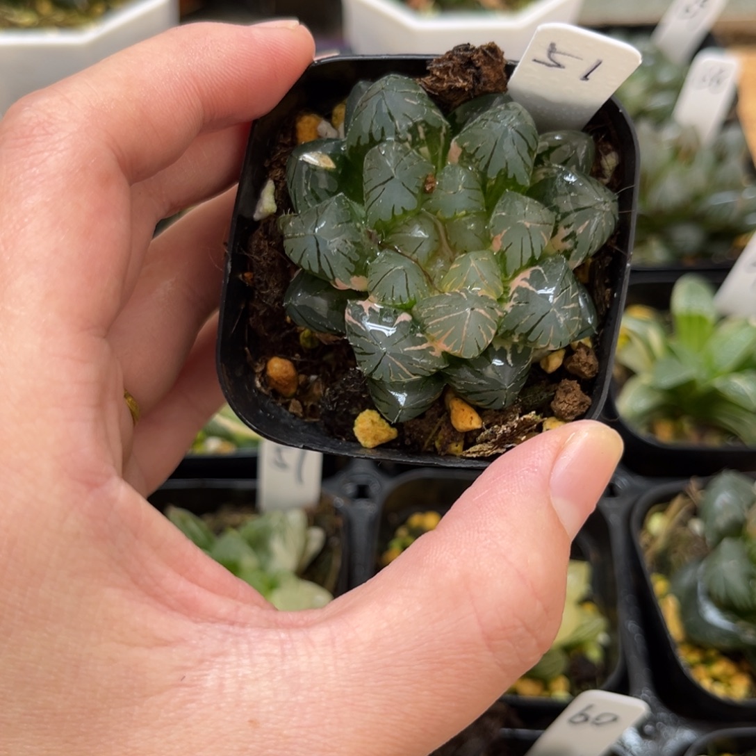 51龙爪玉露锦一物一拍