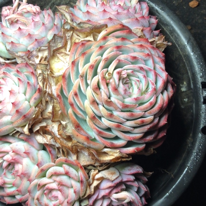 龙*天32////////////////