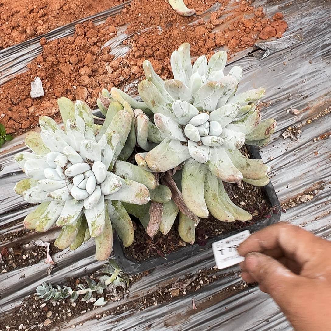 7915拇指仙女杯多肉