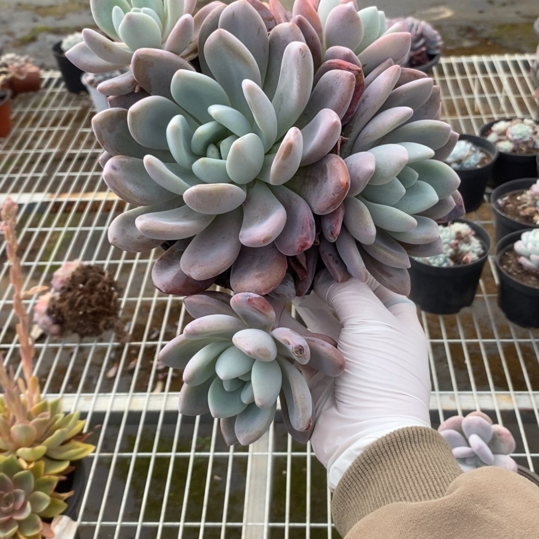 暖***～5229奥普琳娜一物一拍