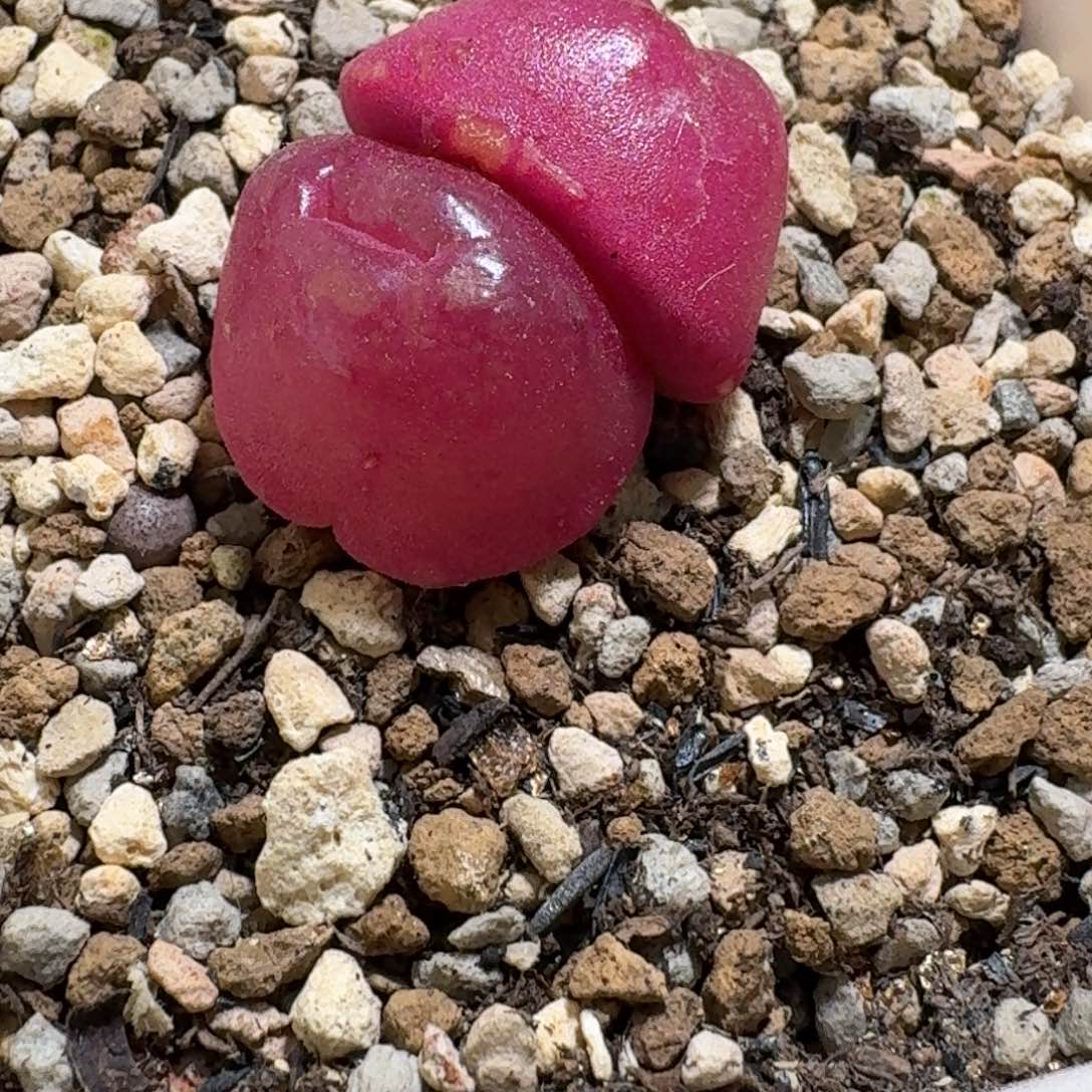 双头灯泡2头都是缀化