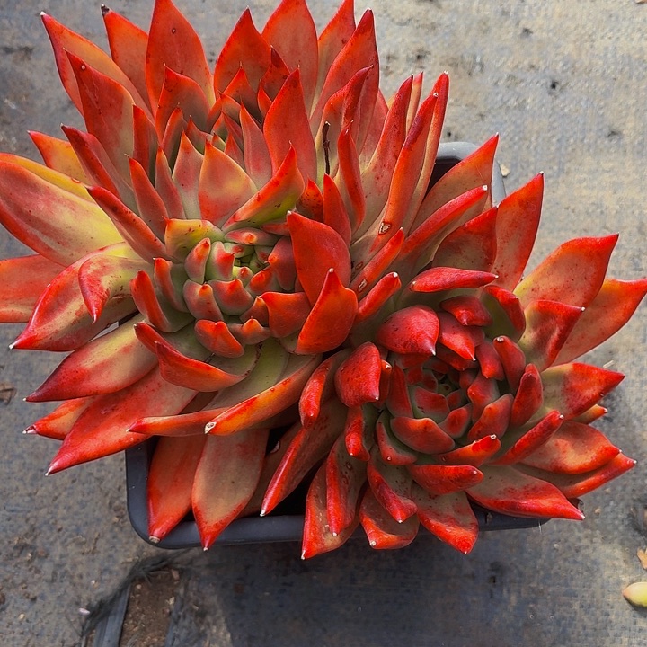 木***贝丽娟花卉超级弗兰克