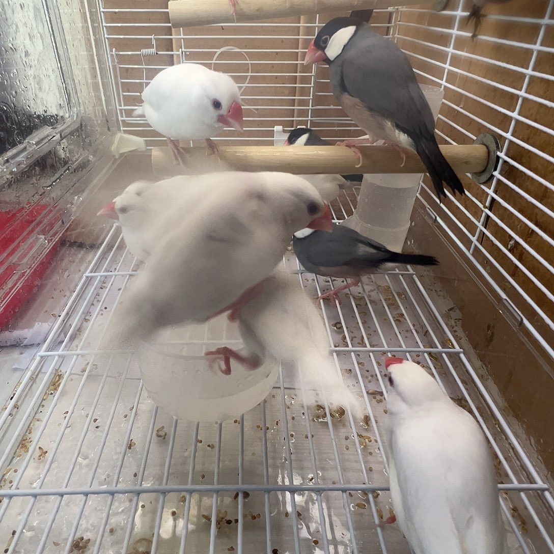 爱***生文鸟精品成年文鸟三对包邮包活