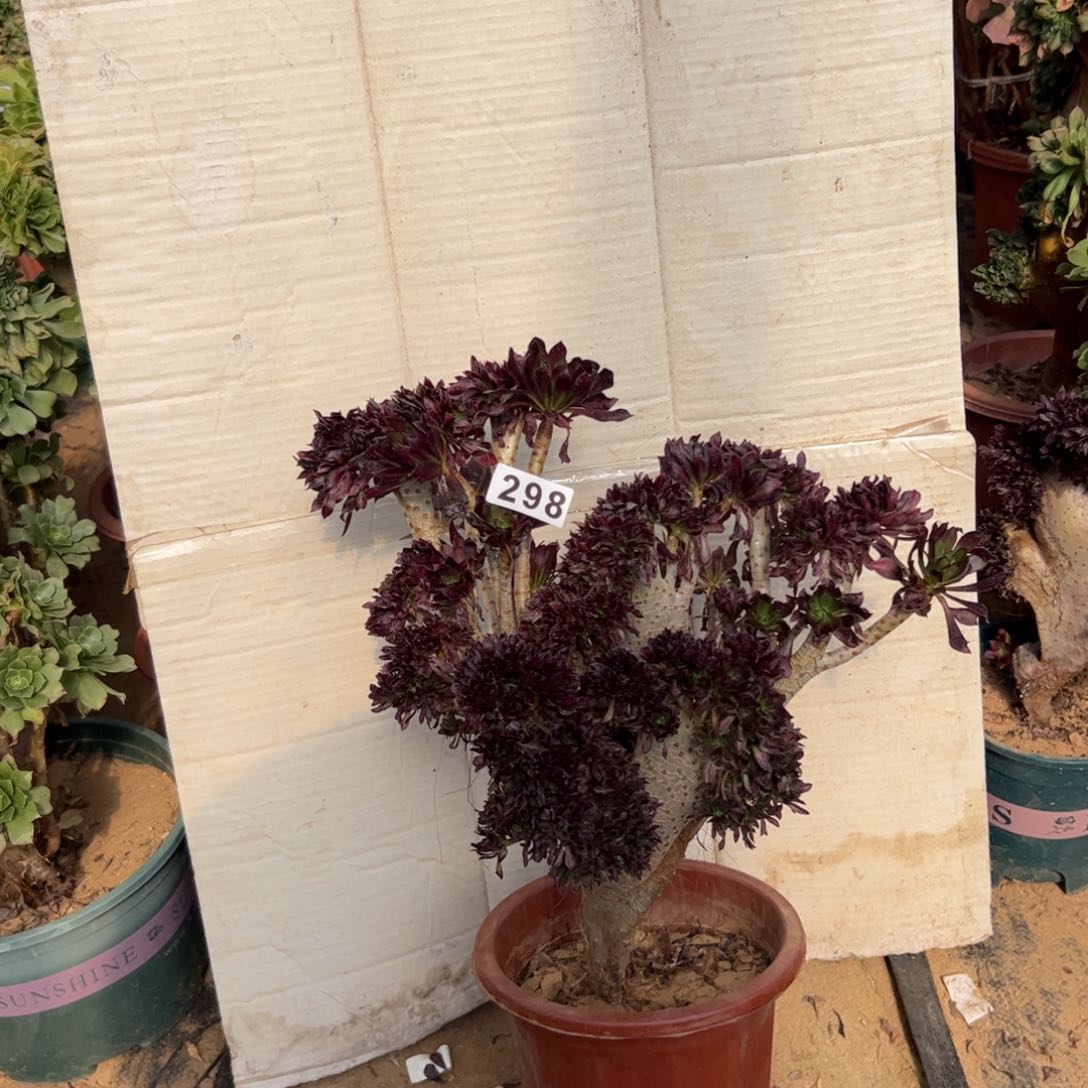 黑缀微瑕疵298号