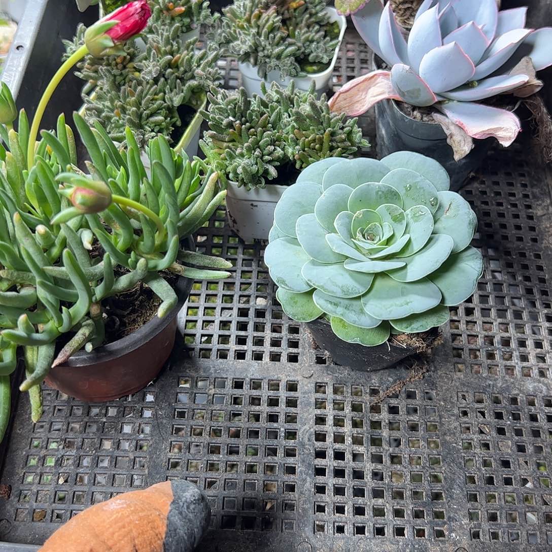 多肉套餐福利上车