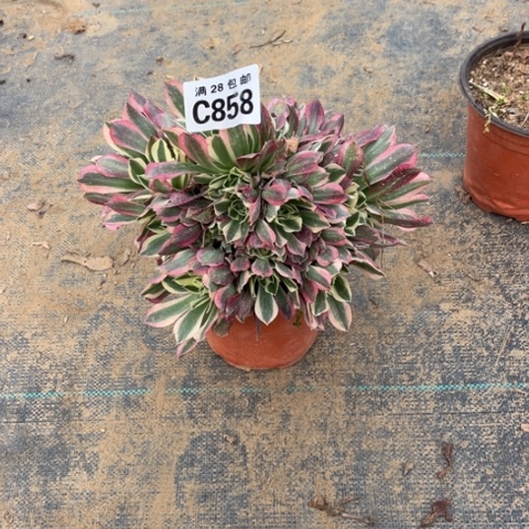 858白凤不包断枝