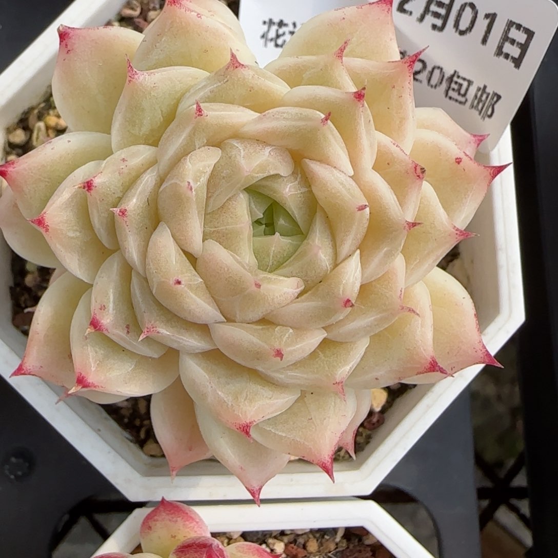 花语逸镜0201-221