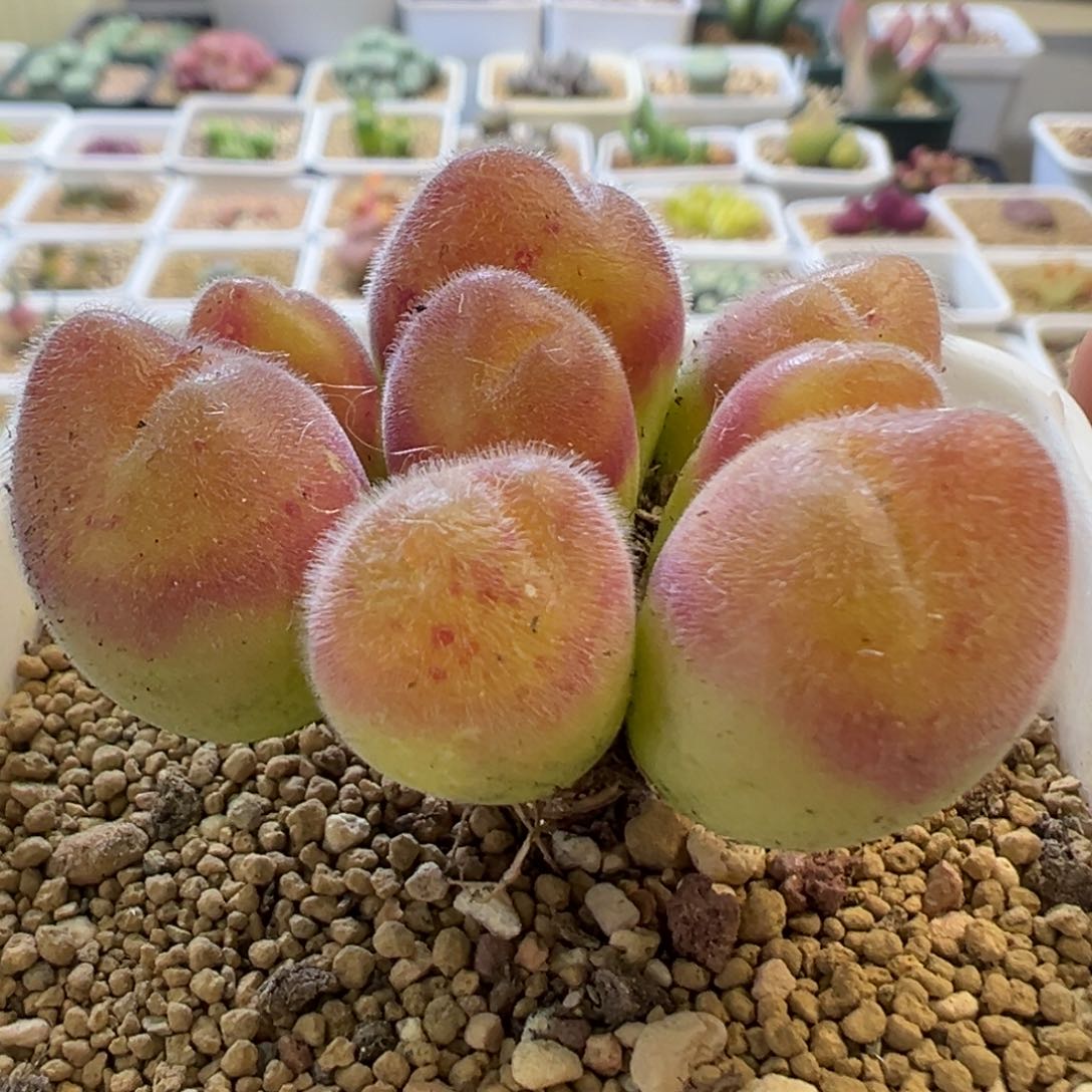 棒棒糖毛翠滴 肉锥植物