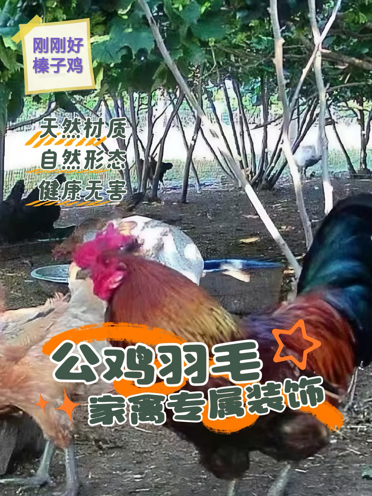 榛子林下散养土公鸡/大公鸡(支持现场视频选货）活鸡土鸡