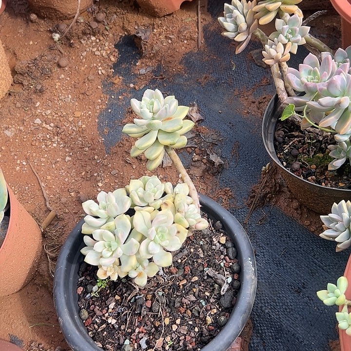 S***️多肉植物实物直播实物291