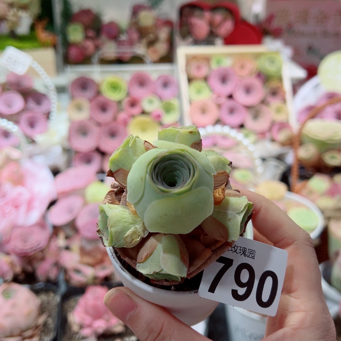 790小黄包群。 一物一拍 