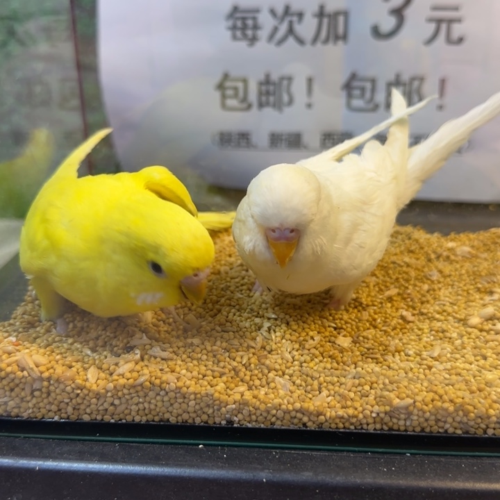 虎皮鹦鹉大头虎皮鹦鹉