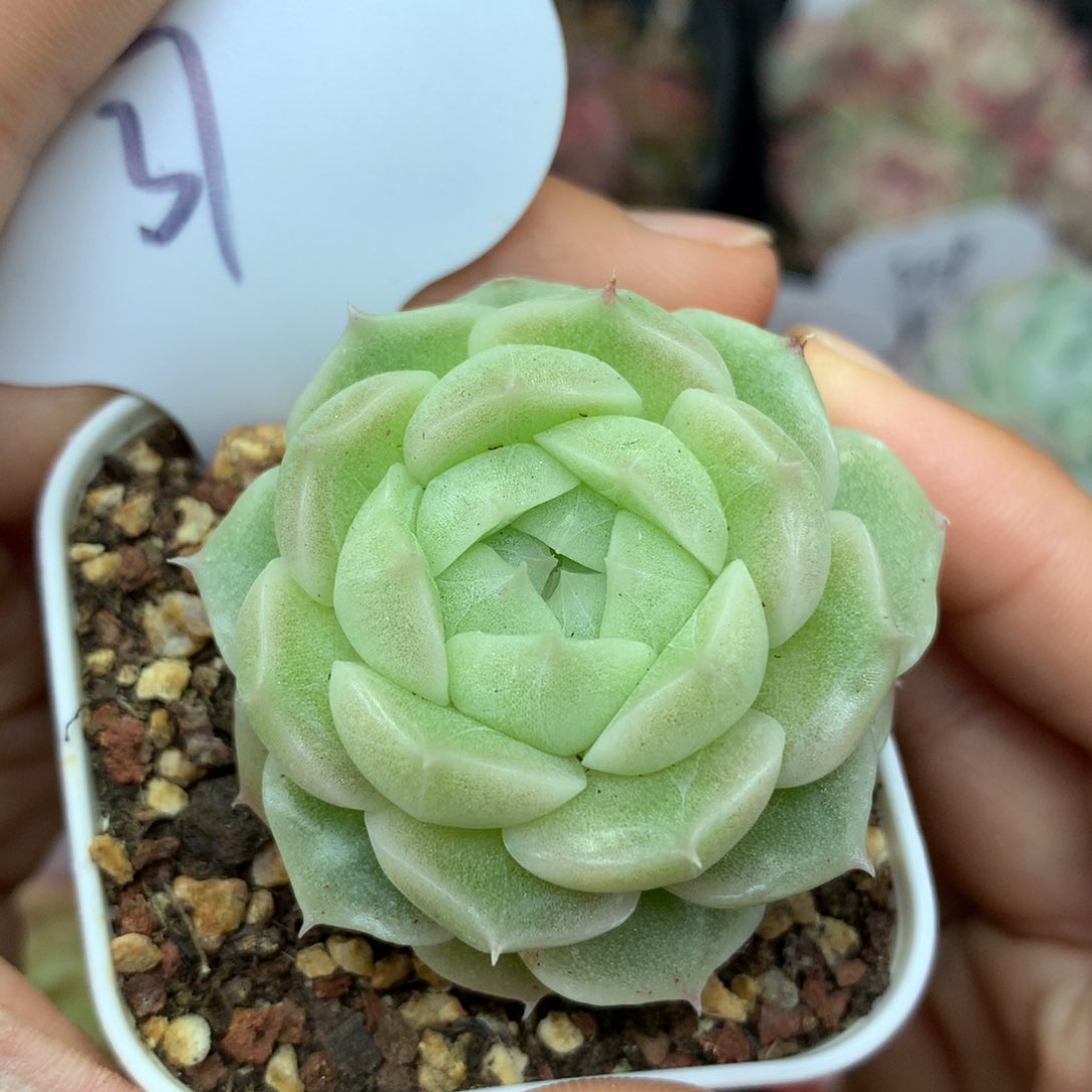 定繁白珠光麦秆单头37