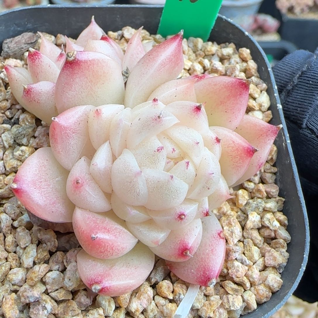 多肉40   麦秆不包整  6厘米盆   h