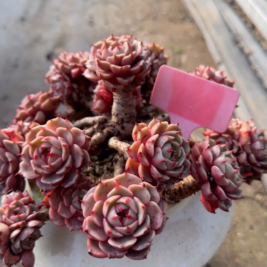 (***寻多肉植物黄金粉，巴蒂丝琼生老庄无