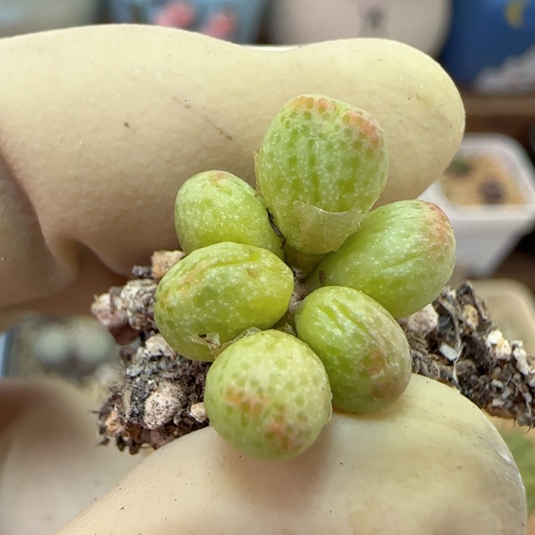 837草莓斑马125-1