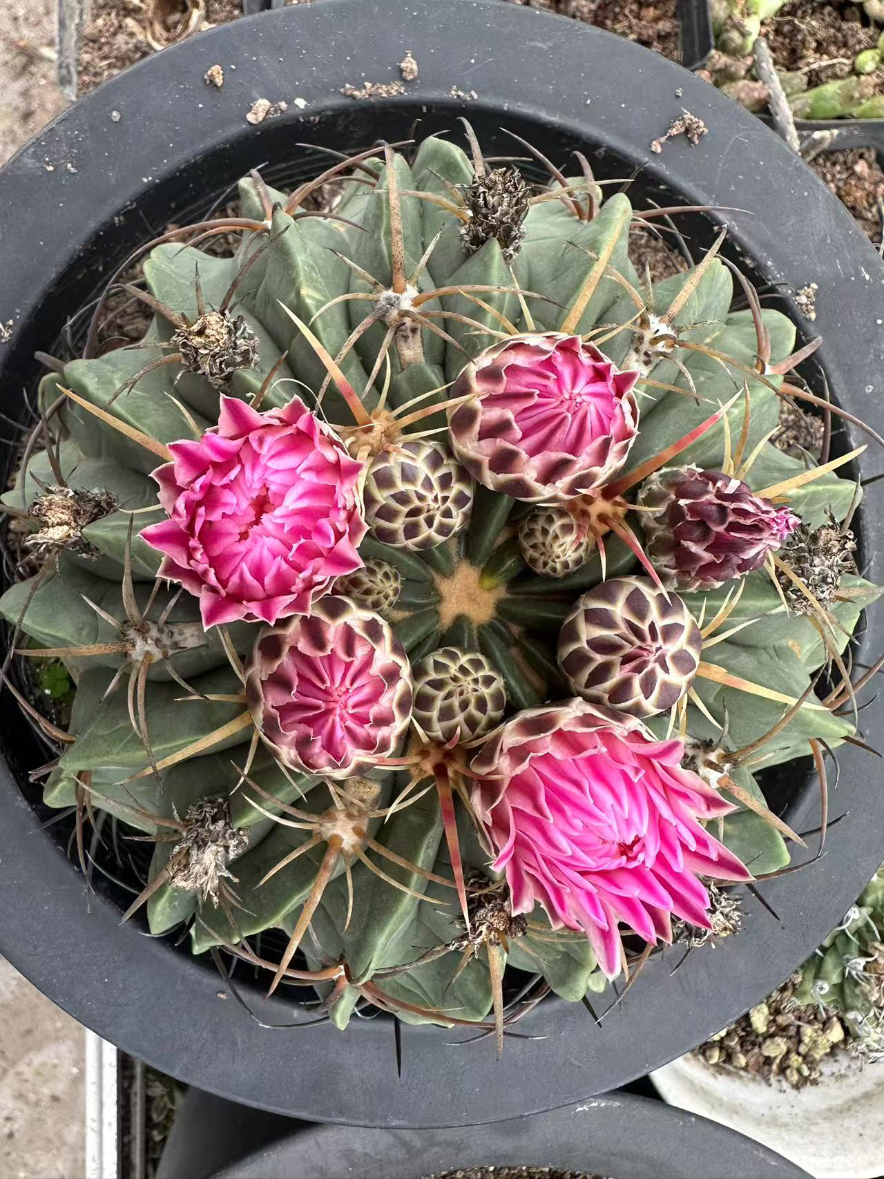 一物一拍仙人球链接