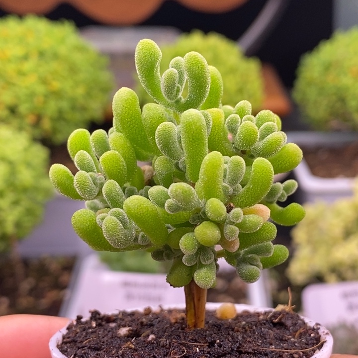 无花朵326实生小星星。   