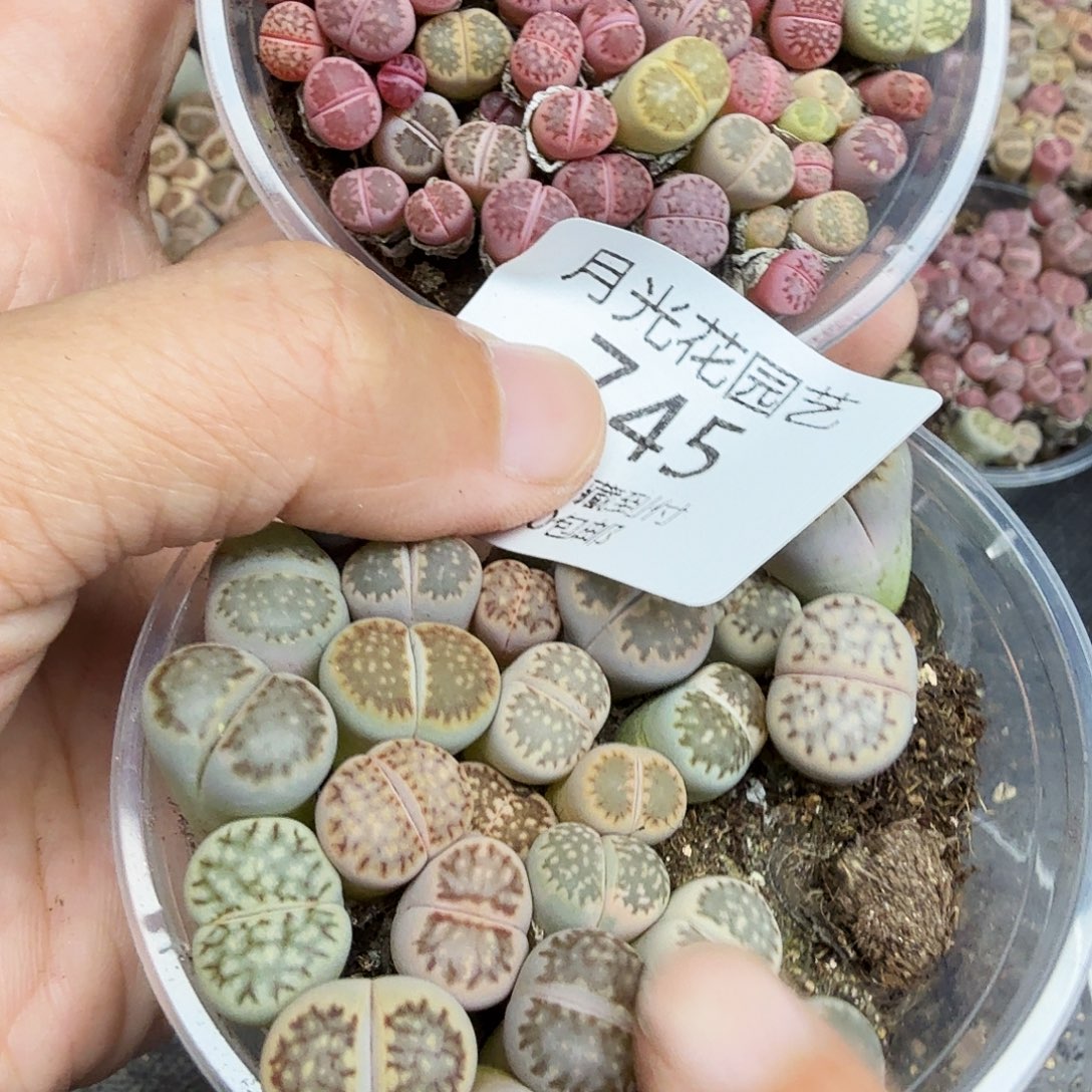 不过他不可能再来看这个视频745好