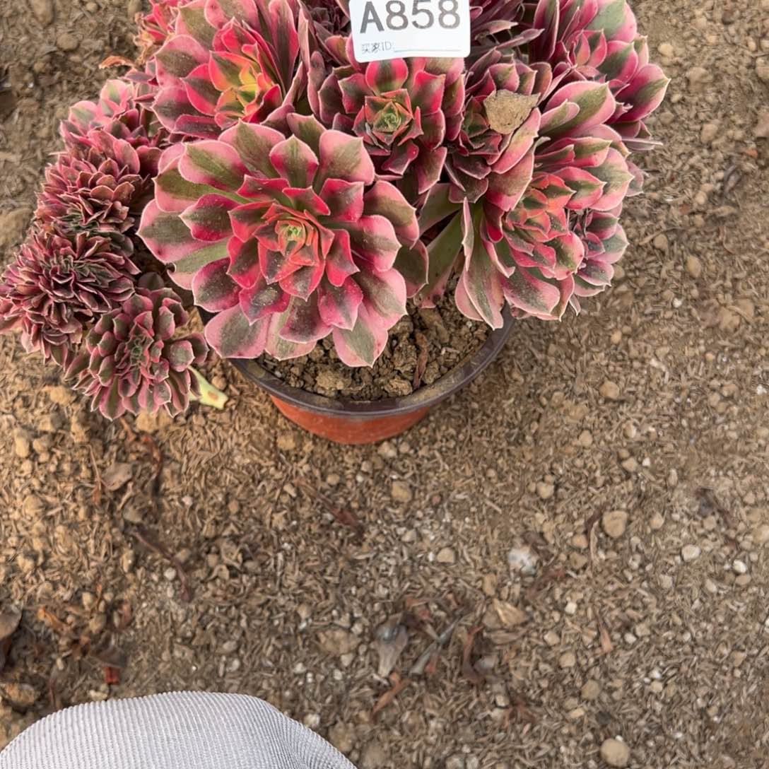 858粉女巫缀化多肉植物法师