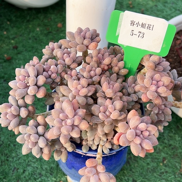 5.73星戴露一个脱土量