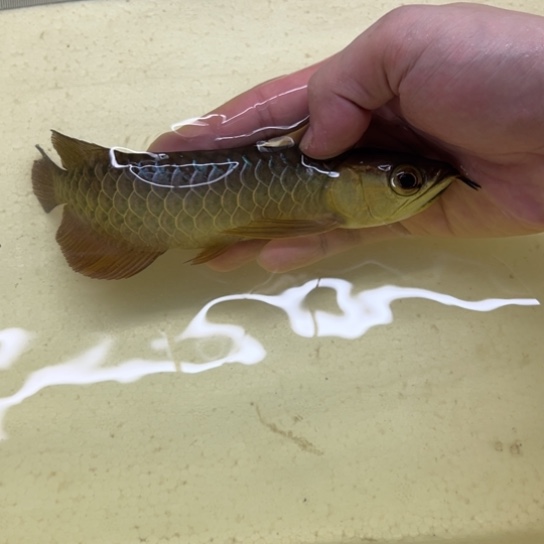 G***s龙鱼练手古典蓝底金龙