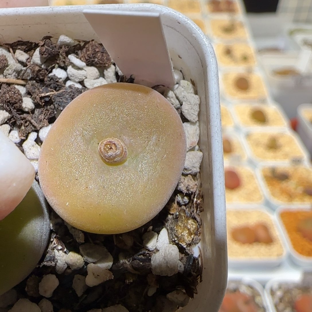 少*游肉锥多肉植物百科3-103