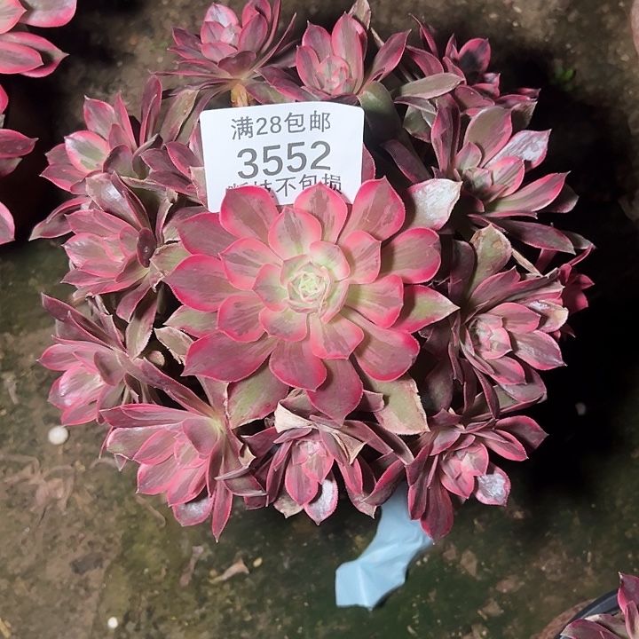 3552浣纱多肉植物
