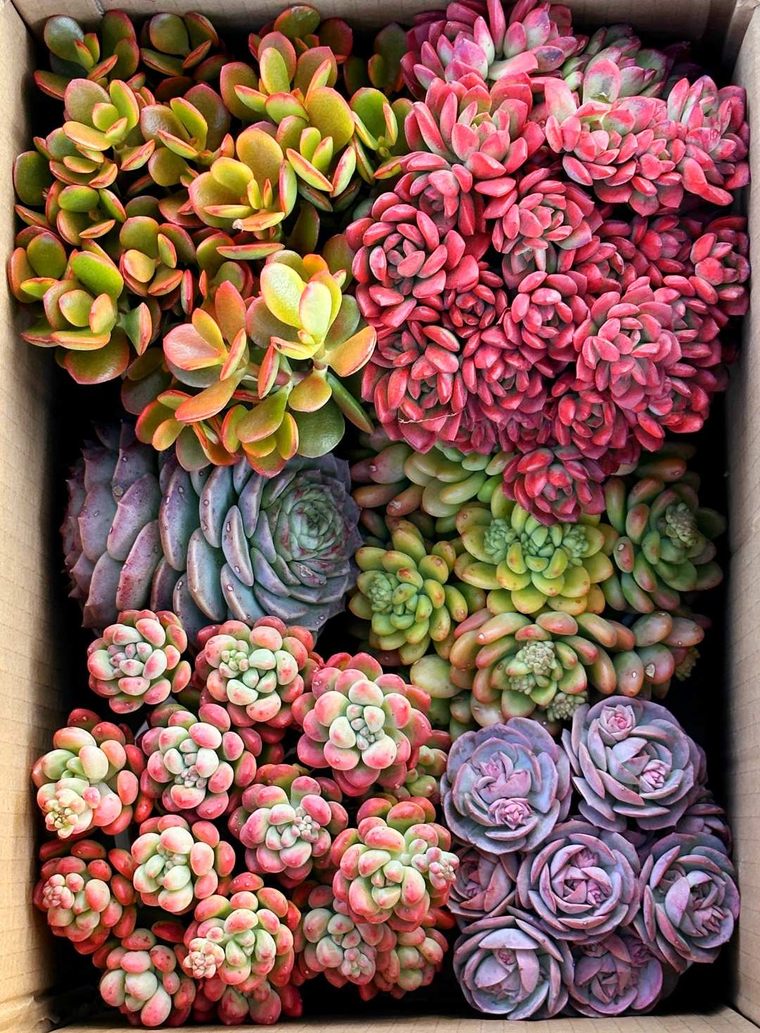 MS满满一大箱，全部挑好的发，4个带盆土，2个脱土，云南基地发。
