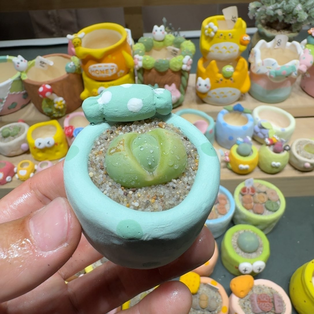 红陶蘑菇616绿春桃