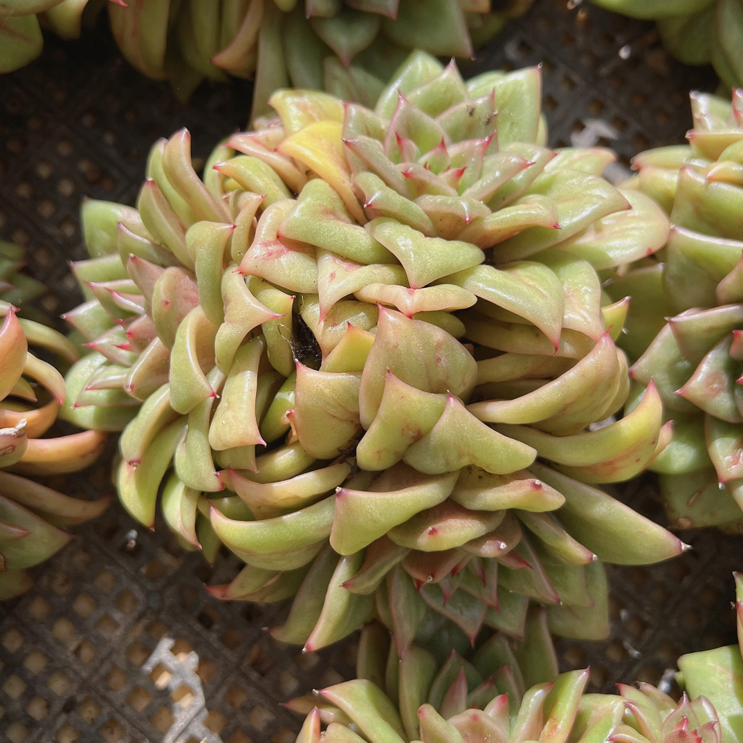 3-4头蔷薇玛丽亚锦-脱土发货