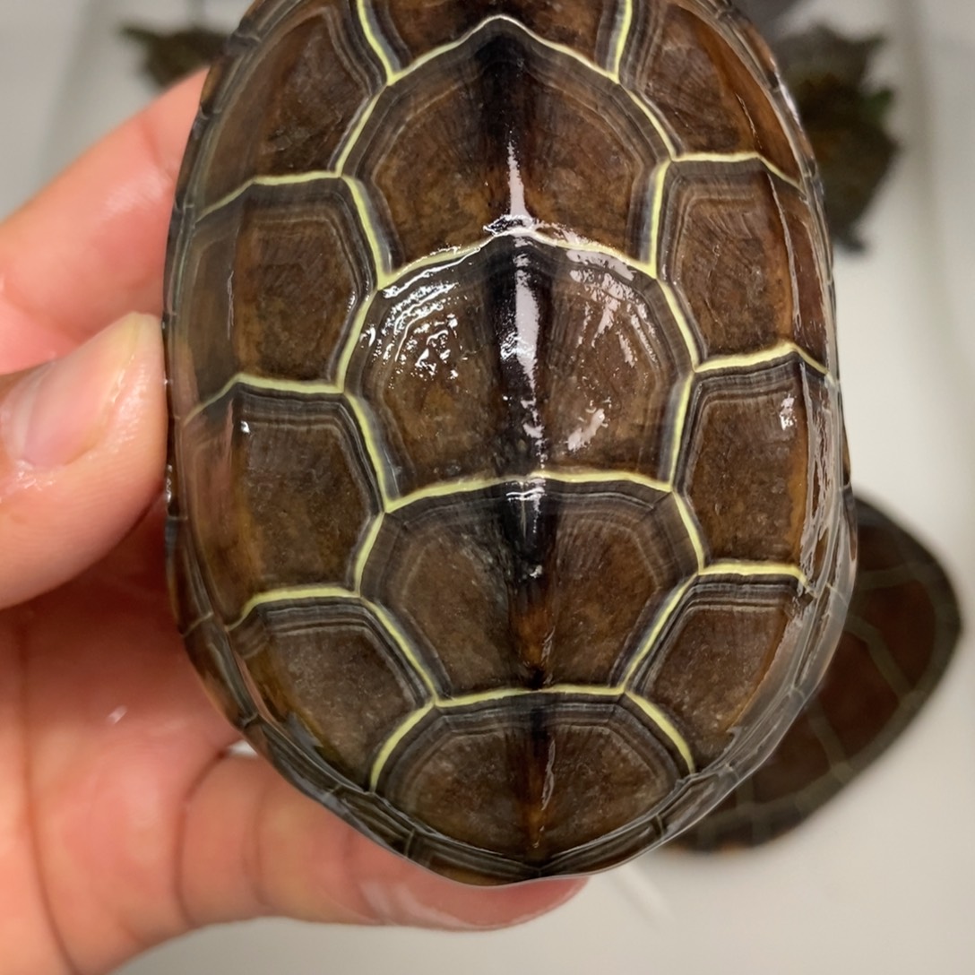 中华草龟不分公母