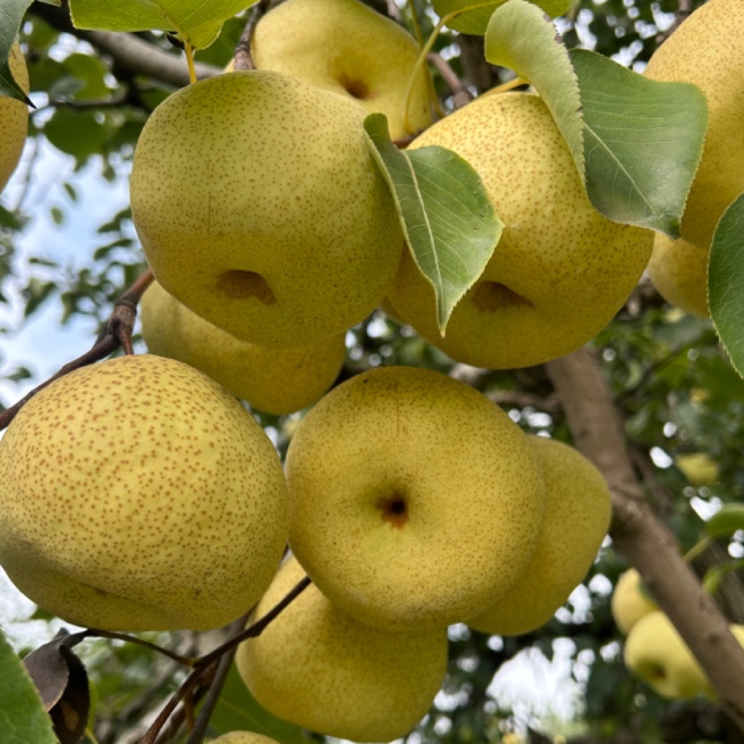 砀山酥梨原产地直发皮薄核小多汁顺丰包邮
