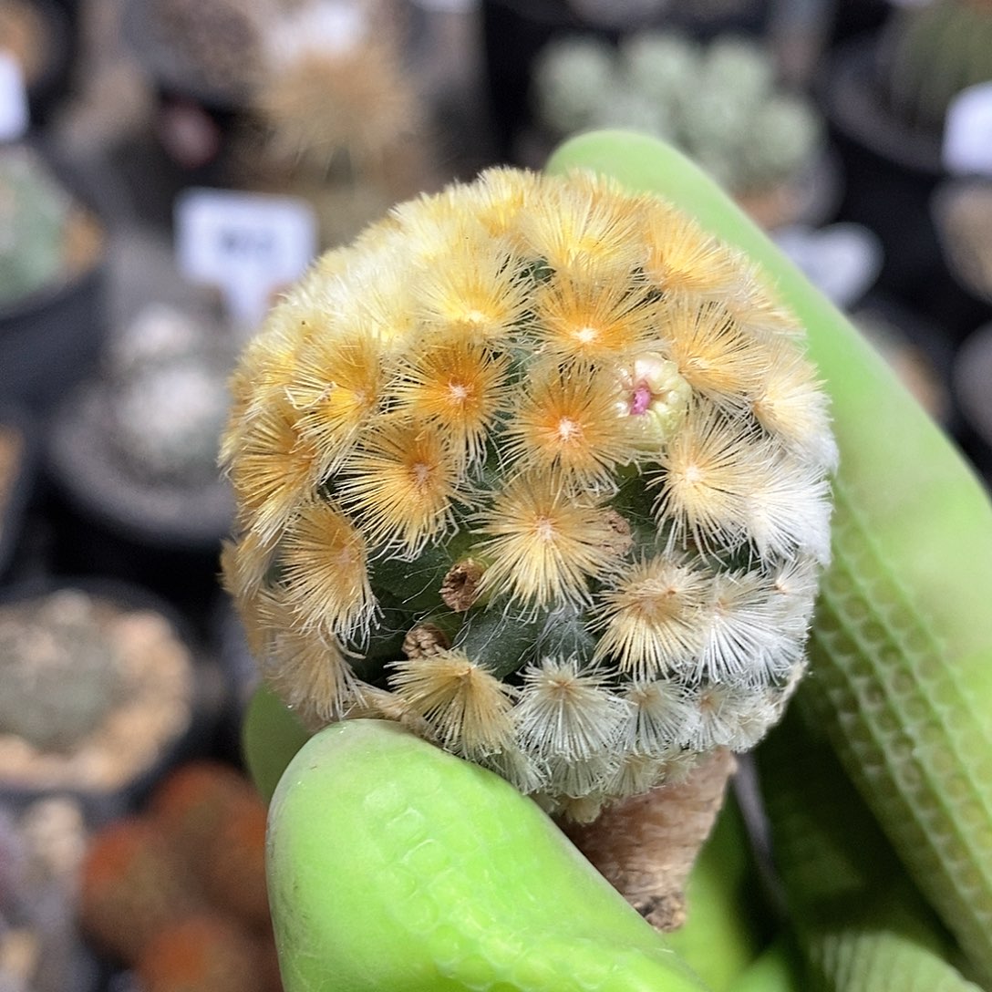 短刺红花佛头嘉文丸