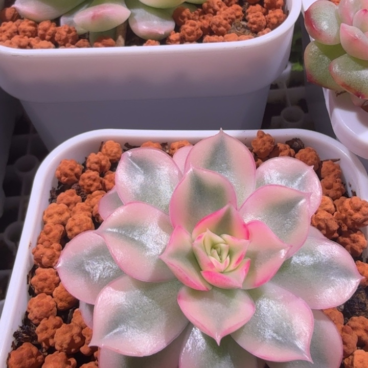 佩尔锦多肉植物一物一拍