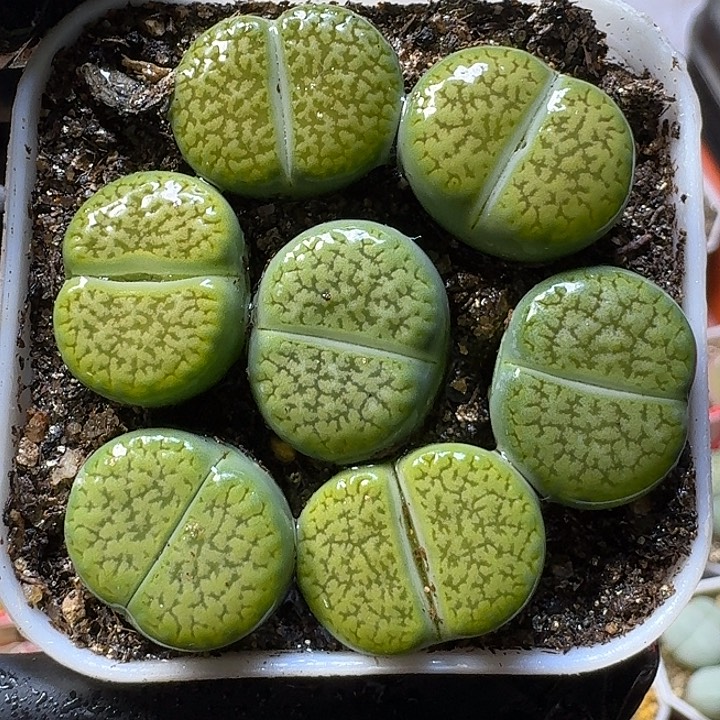 生石花1111111。  129