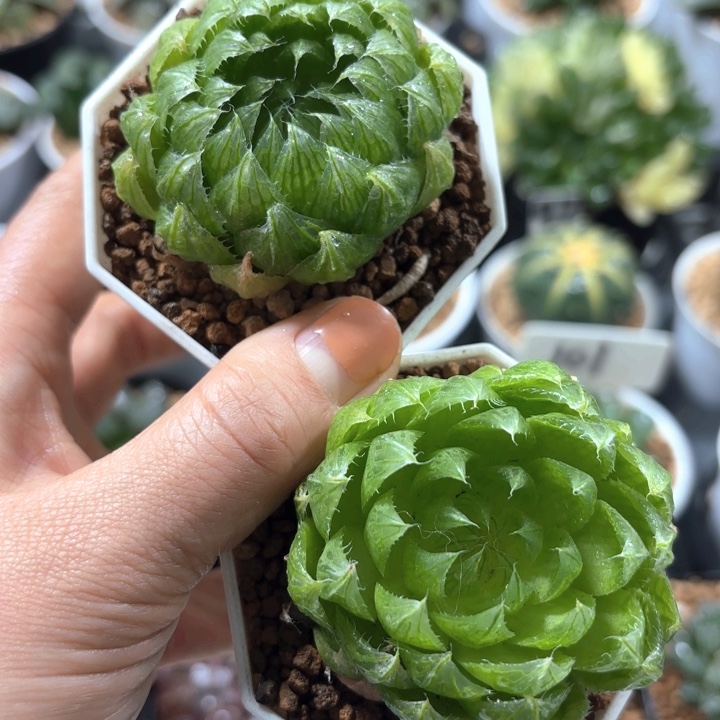 两颗樱水晶多肉植物