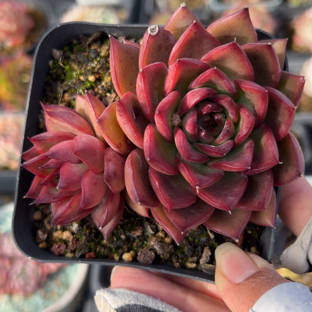 红东云精控多肉一物一拍