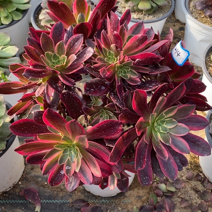 214金丝多肉法师