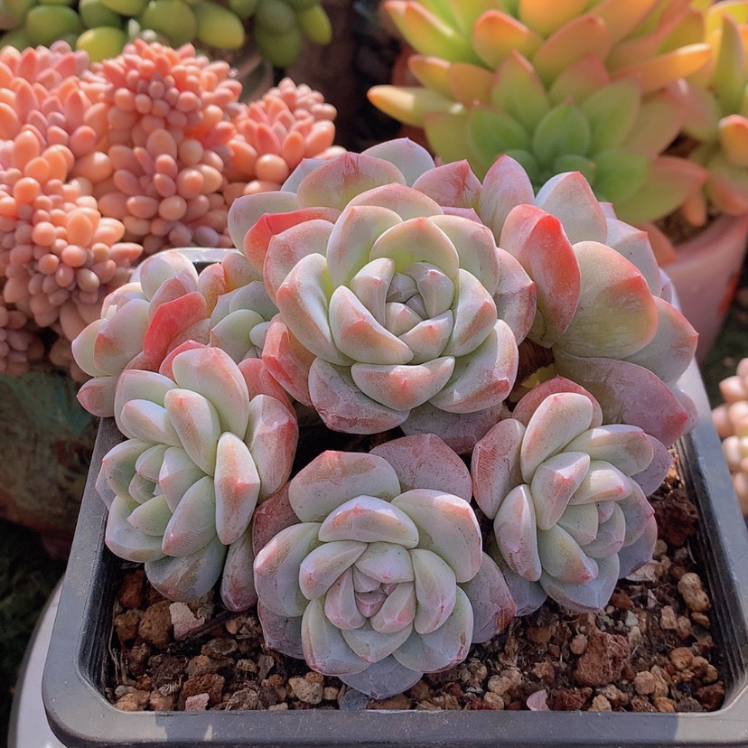 【闪购商品】美**花彩虹冰玉