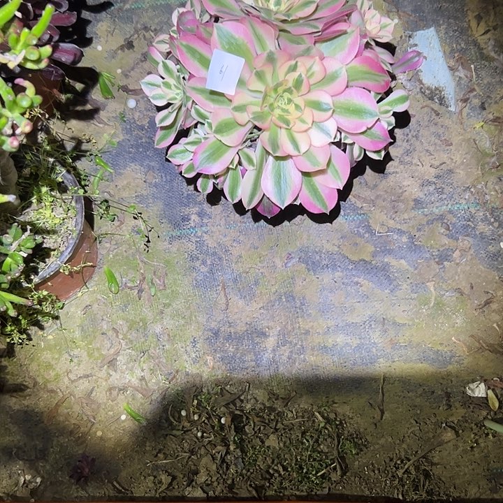 清*-多肉法师植物链接61