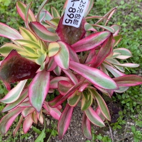 895红魔女满25包邮多肉