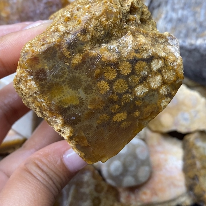 【闪购商品】未镶嵌珊瑚玉硅化玉