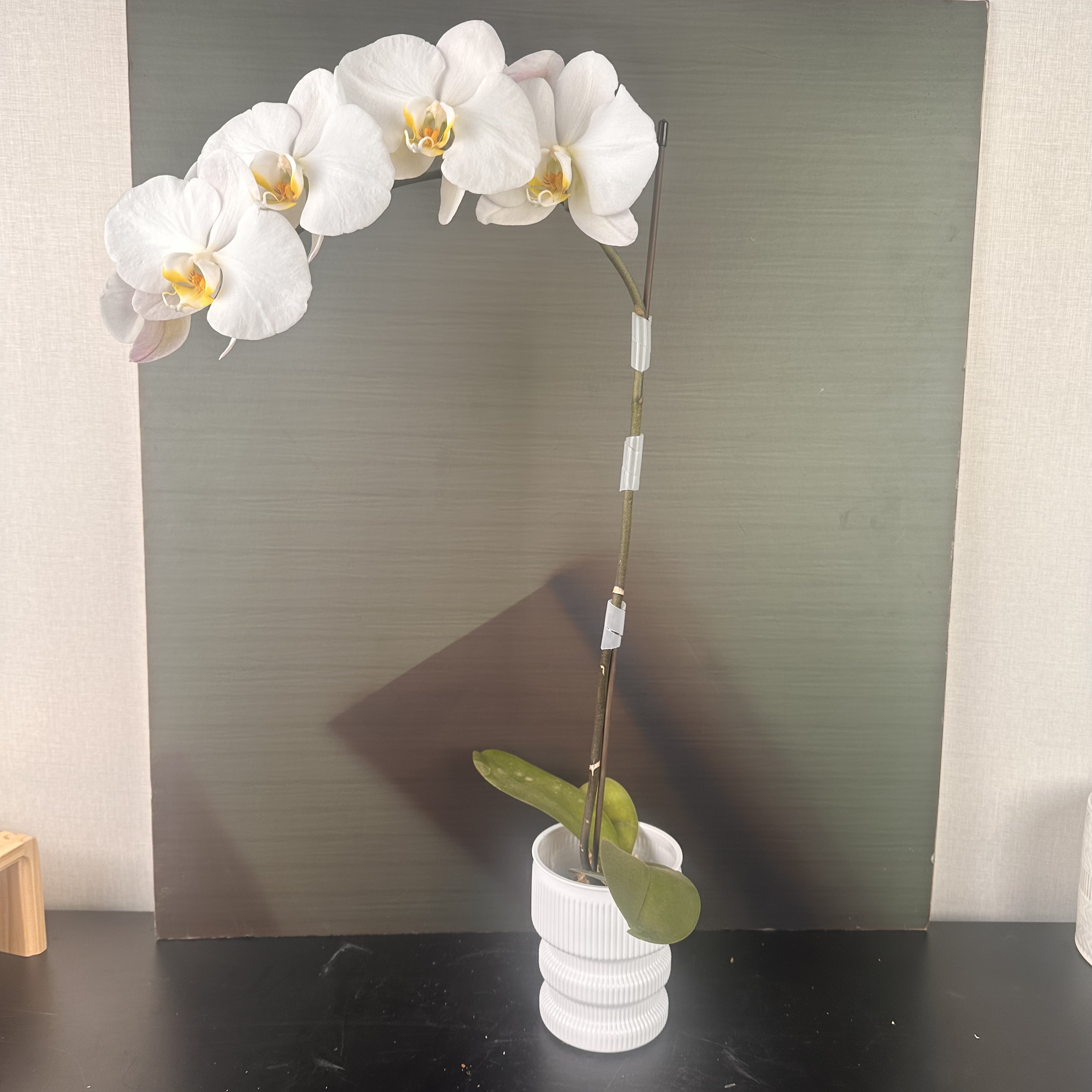 【花之漫】两颗（大白）3.0寸杯单剑蝴蝶兰盆栽