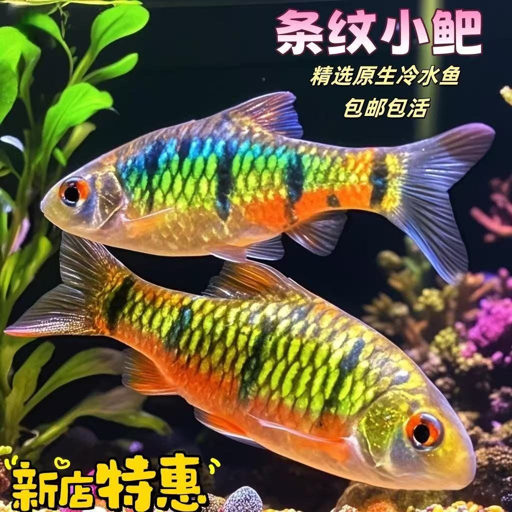 吃垃圾吃青苔直播间链接条纹小鲃生清澡鱼