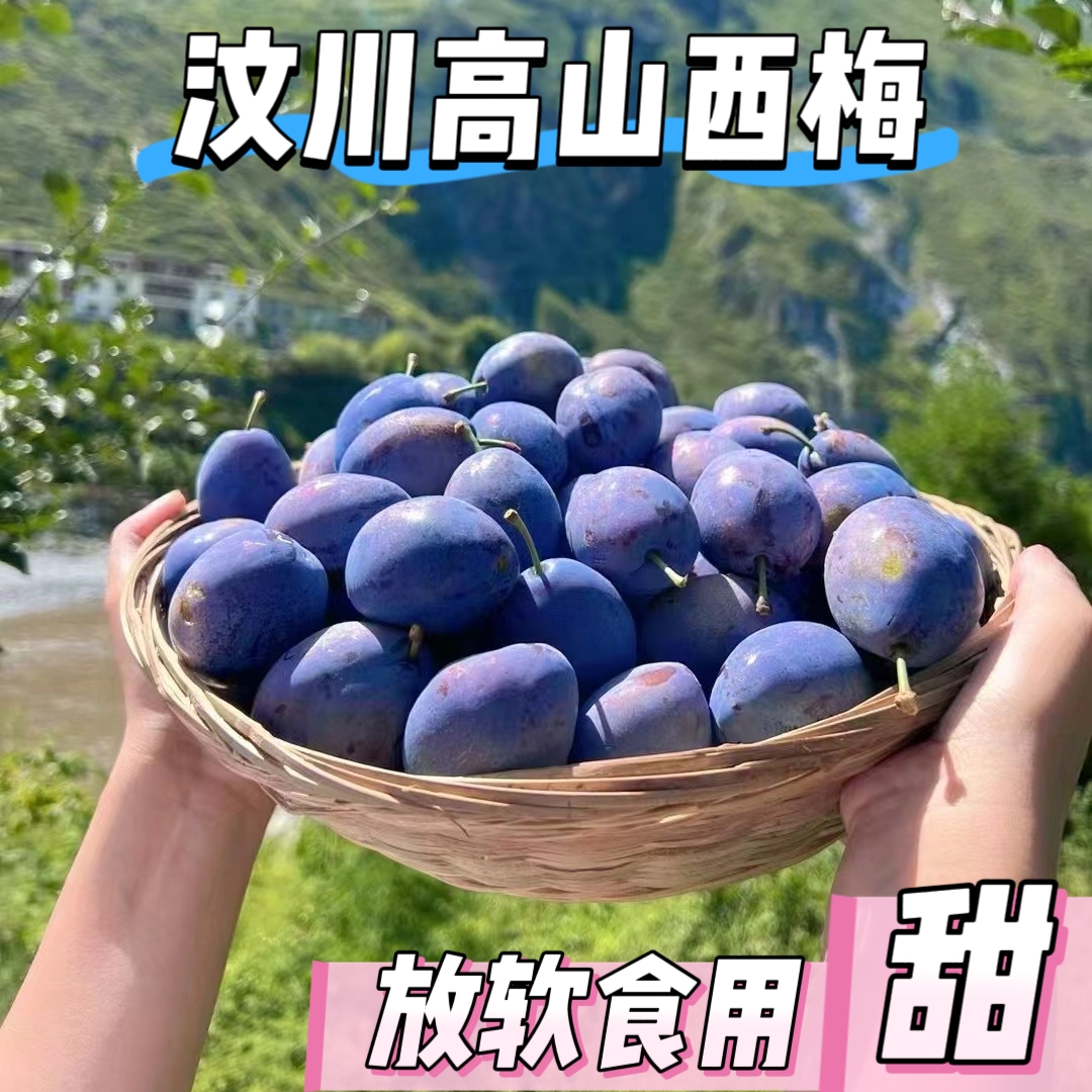 【汶川高山西梅】高山蓝蜜野生西梅越软越甜