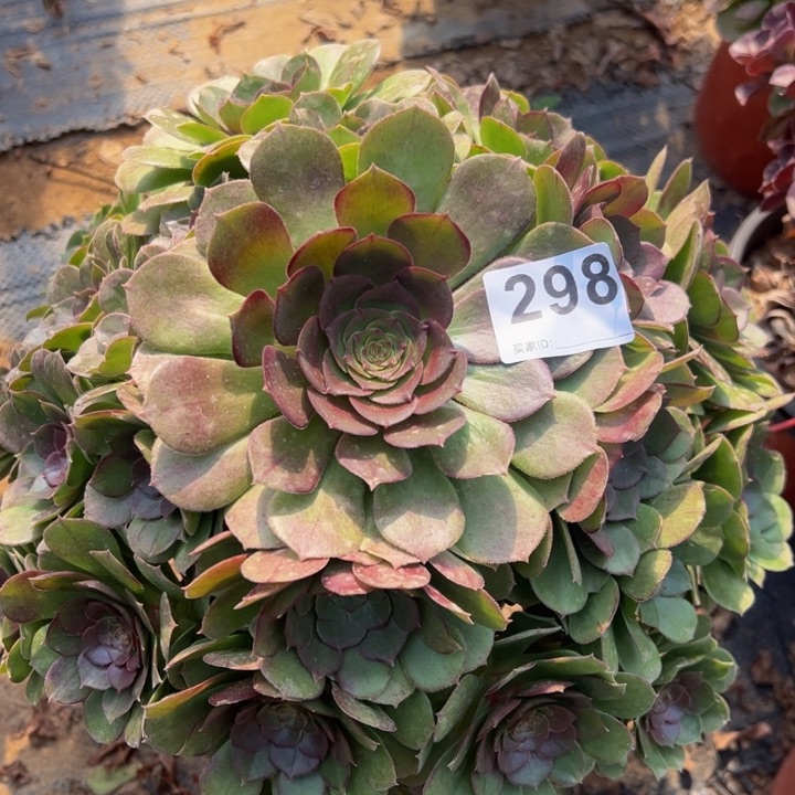 沙拉碗多肉植物298