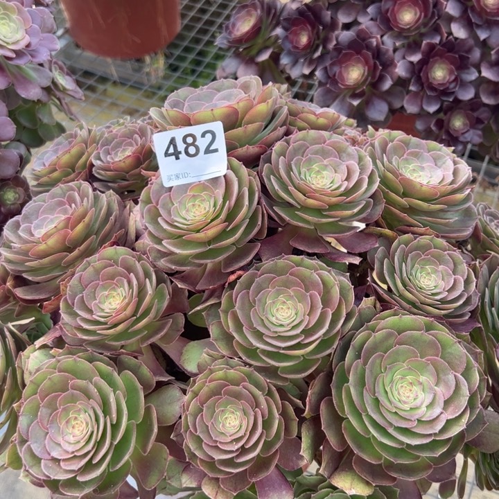 482沙拉碗朵朵35厘米左右多肉