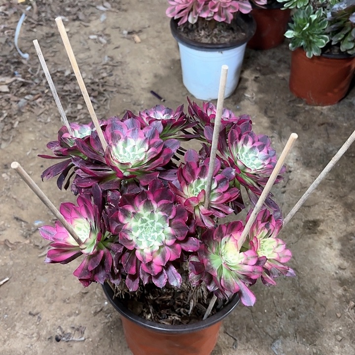 多肉植物法师天合30