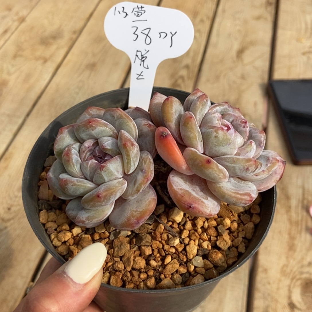 『***.两头紫心趴地呵呵笑